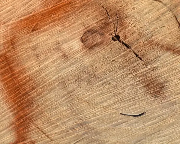 Przekrój drewna z widocznymi słojami i pomarańczową plamą, sugerującą domowe sposoby na rozjaśnianie drewna.